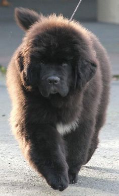 a large brown dog walking across a cement ground next to a chain on a leash