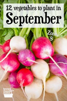 some radishes and greens on a table with the words, 12 vegetables to plant in