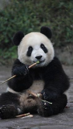 a panda bear is sitting on the ground and eating some bamboo sticks in its mouth