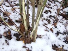 a small tree with snow on the ground