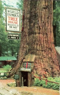 an old photo of a tree with a sign that says world famous tree house believe it or not