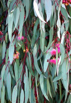 some pink flowers and green leaves on a tree