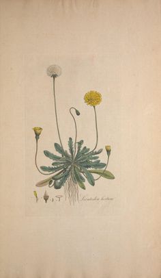 an antique botanical print of dandelions and other flowers