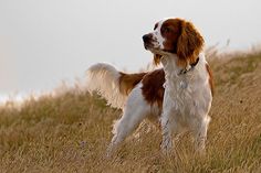 a brown and white dog standing on top of a grass covered hill