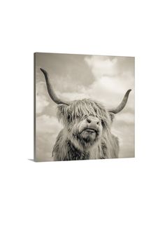 a black and white photo of a yak with horns on it's head