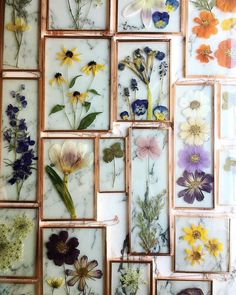 many different types of flowers are displayed in small frames on the wall, with one being pressed onto marble