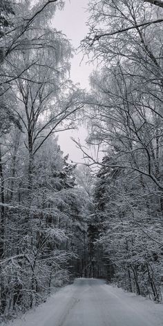 a road surrounded by trees covered in snow