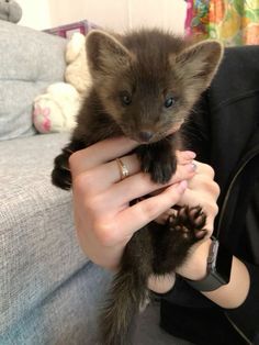 a person holding a small animal in their hands