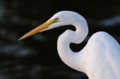 a white bird with a long neck and yellow beak standing in front of dark water