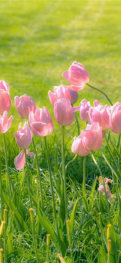 pink tulips blooming in the grass on a sunny day