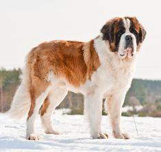 a large brown and white dog standing in the snow