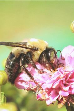 a bee sitting on top of a pink flower