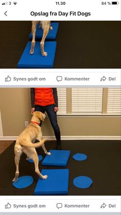 a dog standing on its hind legs in front of a person doing yoga with blue mats