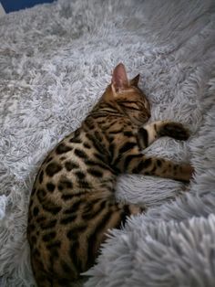 a cat laying on top of a fluffy white blanket