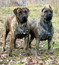 two large dogs standing next to each other on a field