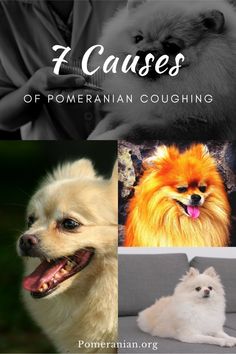 four different pictures of dogs and cats with caption that reads, i cause of pomeranian coughing