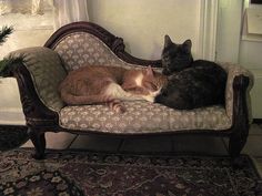 two cats sitting on an ornate couch in front of a window