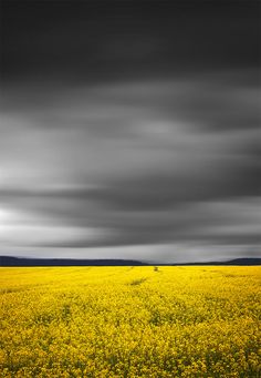 a large field with yellow flowers under a cloudy sky