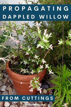 a potted plant sitting on top of a pile of rocks with the words propagating dappled willow from cuttings