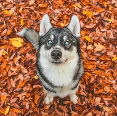 a black and white dog with blue eyes sitting on top of leaves in the ground