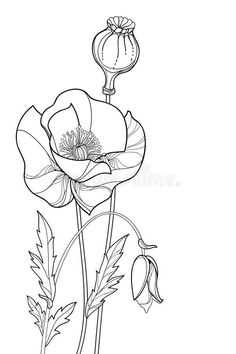 an outline drawing of a flower on a white background royalty illustration for coloring book pages