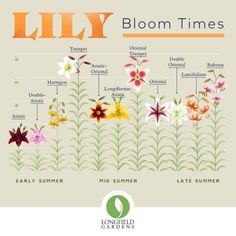 the lily bloom times are shown in this graphic diagram, with different flowers and their names