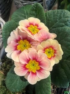 three pink and yellow flowers are in a planter with green leaves on the ground