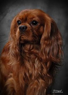 a brown dog sitting in front of a black background