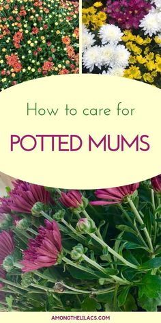 flowers with the words how to care for potted mums