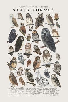 an illustration of different types of owls on a white background with the words strigiforms