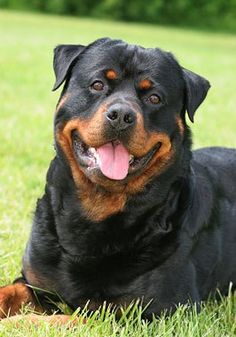 a black and brown dog laying in the grass with its tongue hanging out looking at the camera