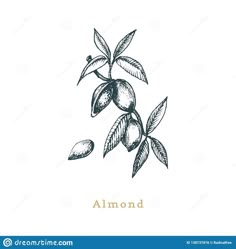 Seed Sketch, Dogs Tattoos, Almond Branch, Beetle Drawing, Biblical Tattoos, Almond Flower, Tree Tattoo Designs, Blossom Tattoo