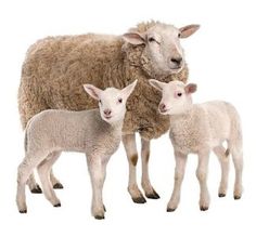 an adult sheep and two baby sheep standing next to each other on a white background