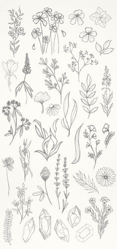 various flowers and plants drawn in pencil on paper