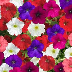 many different colored petunias growing together