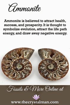 Ammonite Fossil Meaning, Ammonite Crystal, Rocks And Fossils, Wholesale Crystals, Raw Crystals