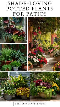 some potted plants with the words shade - loving potsted plants for patios