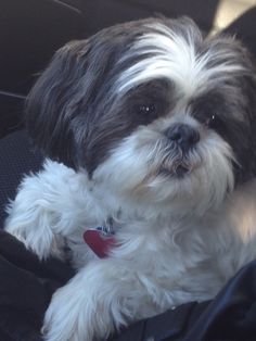 a small white and black dog sitting in the back seat of a car with it's head hanging out