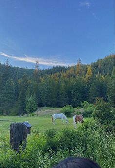 two horses grazing in a field with trees