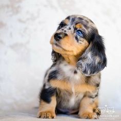 a small black and brown dog sitting on top of a white floor next to a wall