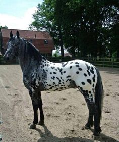 a black and white spotted horse standing in an enclosure