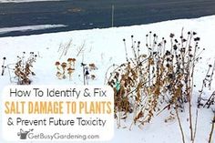 a snow covered field with plants in the foreground and text overlay that reads how to identify & fix salt damage to plants