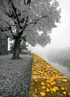 a tree with yellow leaves on the ground next to a body of water under a cloudy sky