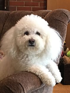 a white dog sitting on top of a brown chair