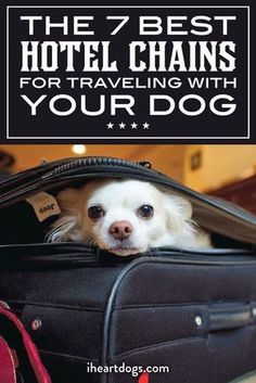 a small white dog sitting in a suitcase with the words, the 7 best hotel chains for traveling with your dog