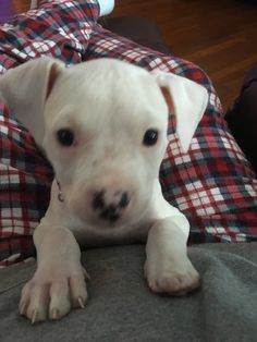 a small white dog laying on top of a bed covered in plaid blanketed sheets