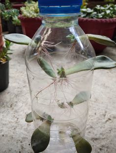 a glass jar filled with water and plants