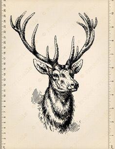 a black and white drawing of a deer with antlers on it's head