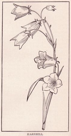 a drawing of a flower on a white background