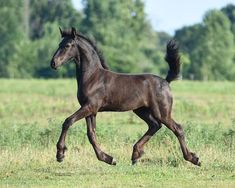 a black horse galloping through a grassy field